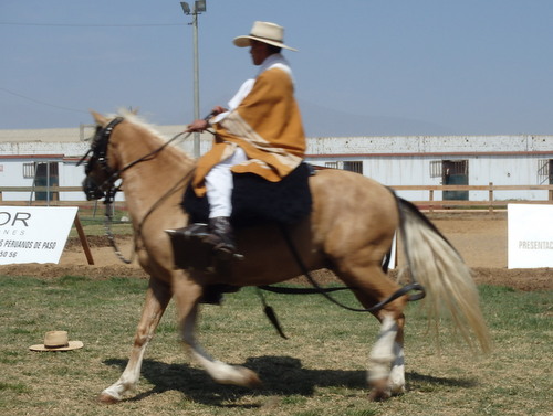 Peruvian Step Horse Show.